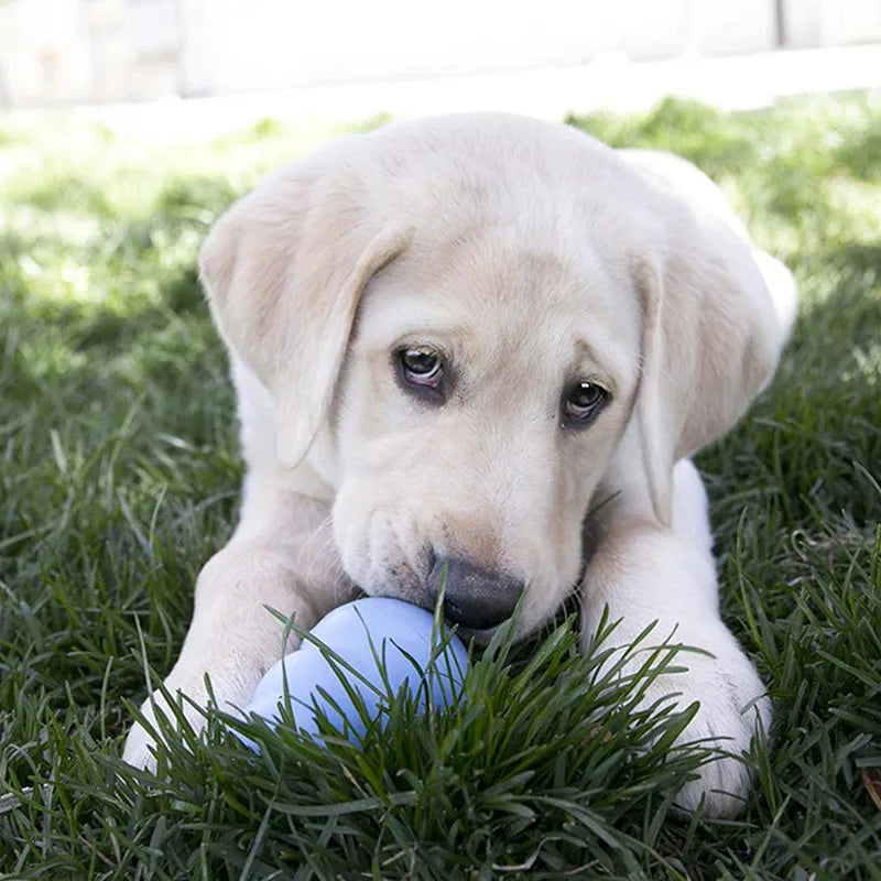 KONG Puppy – Jouet à Mâcher en Caoutchouc Naturel