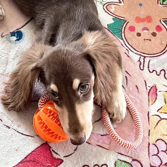 Jouets ultra-résistants et ludiques pour chiens heureux