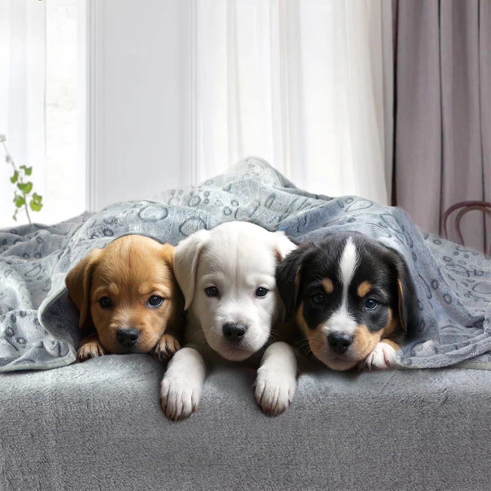 Serviette Ultra-Douce pour Chiens Confort & Séchage Rapide