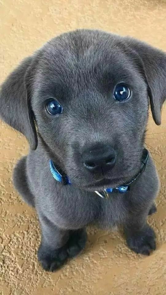 Chien