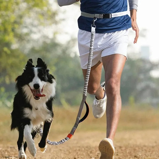 Laisse Rétractable Mains Libres pour Grands Chiens, Parfaite pour la Course