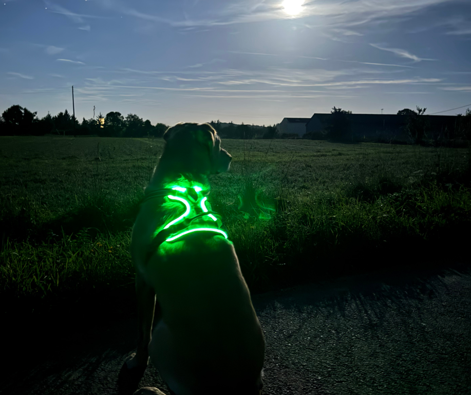 Harnais pour Chien Led