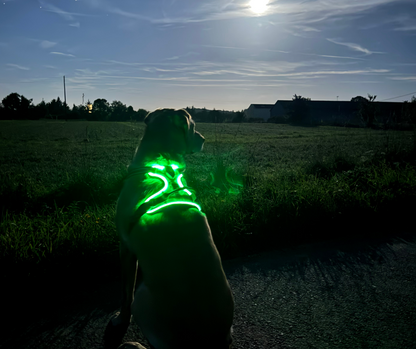 Harnais pour Chien Led